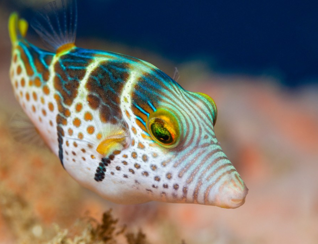 pufferfish.PNG
