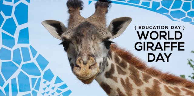 thumbnail_VAZOO_Giraffe-Day-web-banner.jpg