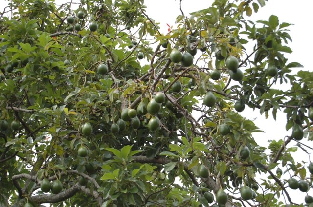 arbol-grande-mucjhos.aguacates.jpg