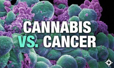 Cannabis-vs-cancer.jpg