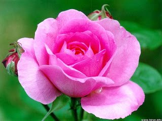 pink-rose-4s.jpg