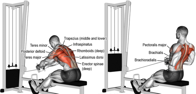 seated cable row.PNG