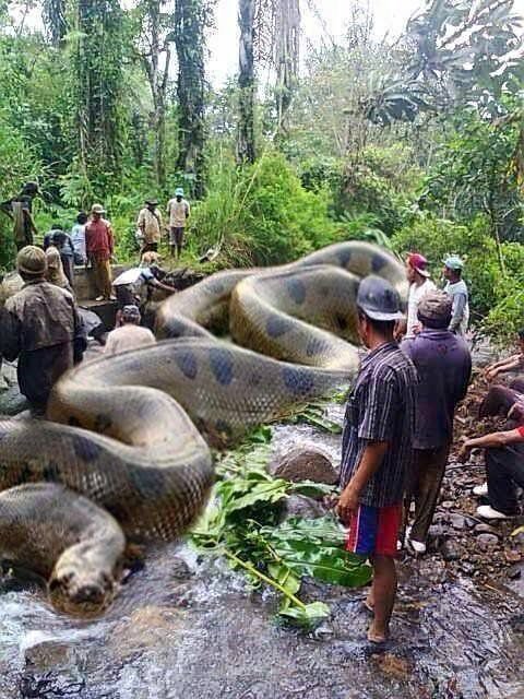 worlds-biggest-snake-anaconda-5676c09d3df78ccc152545fc.jpg