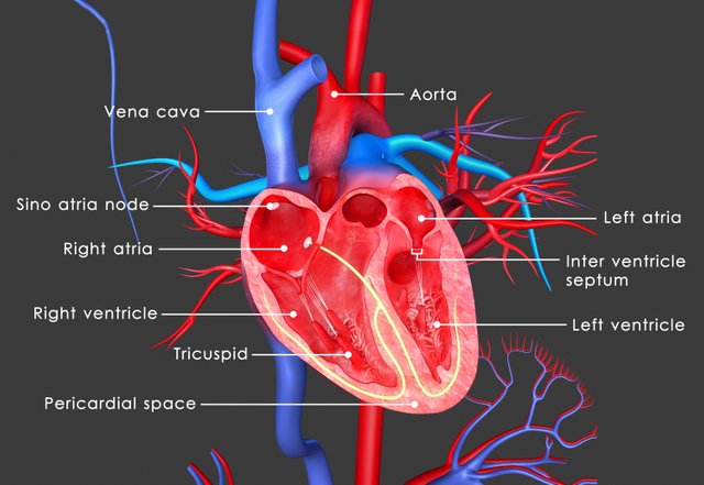 General_EduRes_Heart_StructureOfTheHeart.jpg