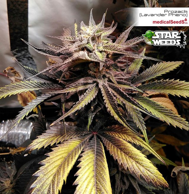 Star-Weeds---Prozack-Lavander-Pheno-LEC(1).jpg