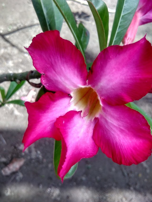 Bunga yang Cantik — Steemit