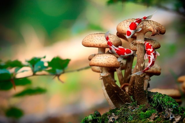 mushrooms-548360.jpg