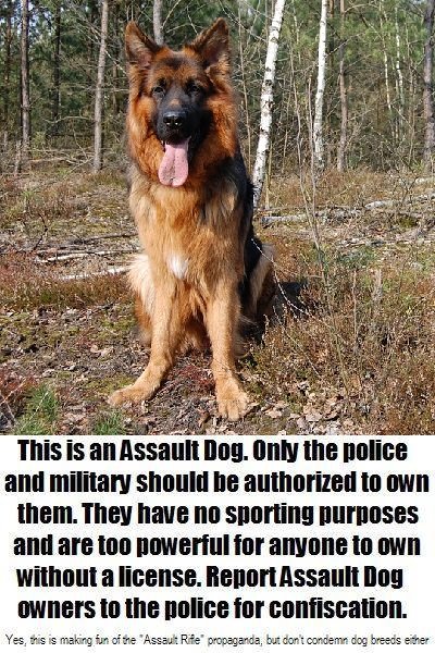 assault dog 2.jpg