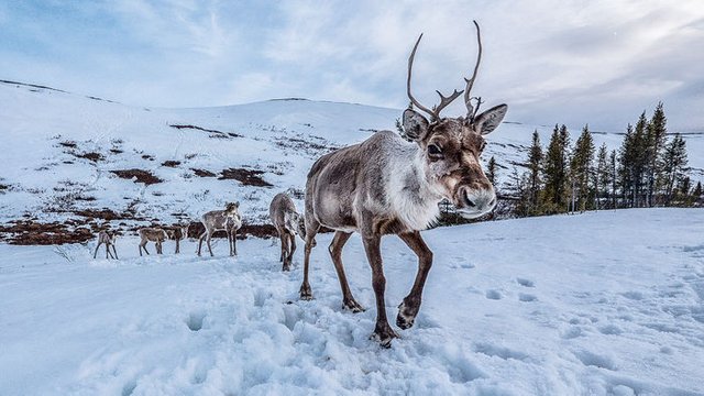 ca_1124NID_Porcupine_Caribou_online.jpg