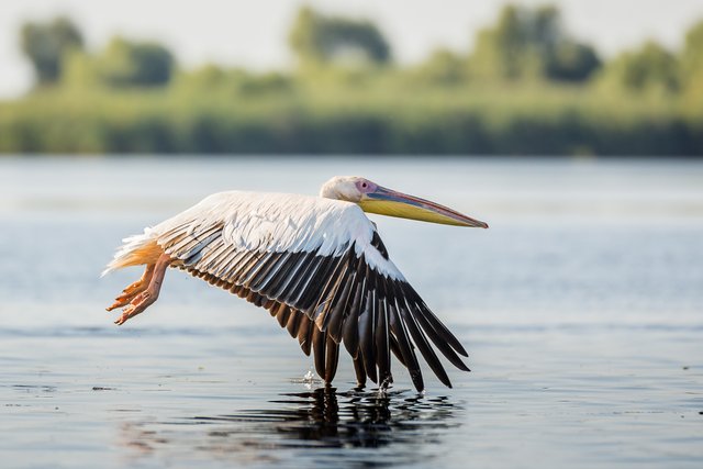 Pelican comun - Pelecanus onocrotalus.jpg