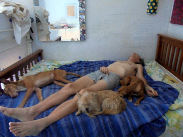 asleep on bed with three dogs