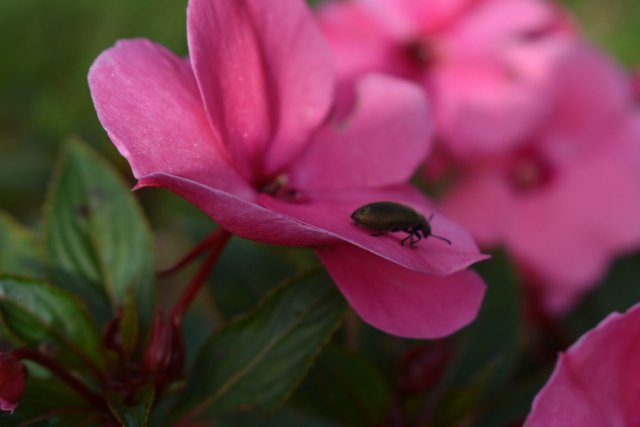 steemit, azalea, insecto, portugues, galego