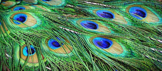 Peacock feathers edit.jpg