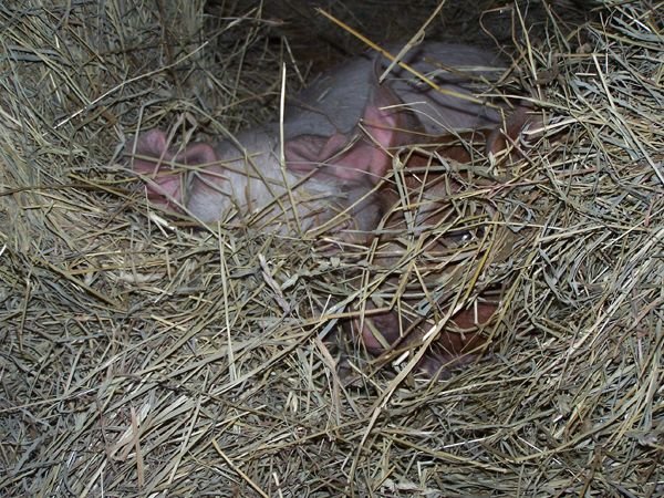 Piggies in hay crop April 2014.jpg