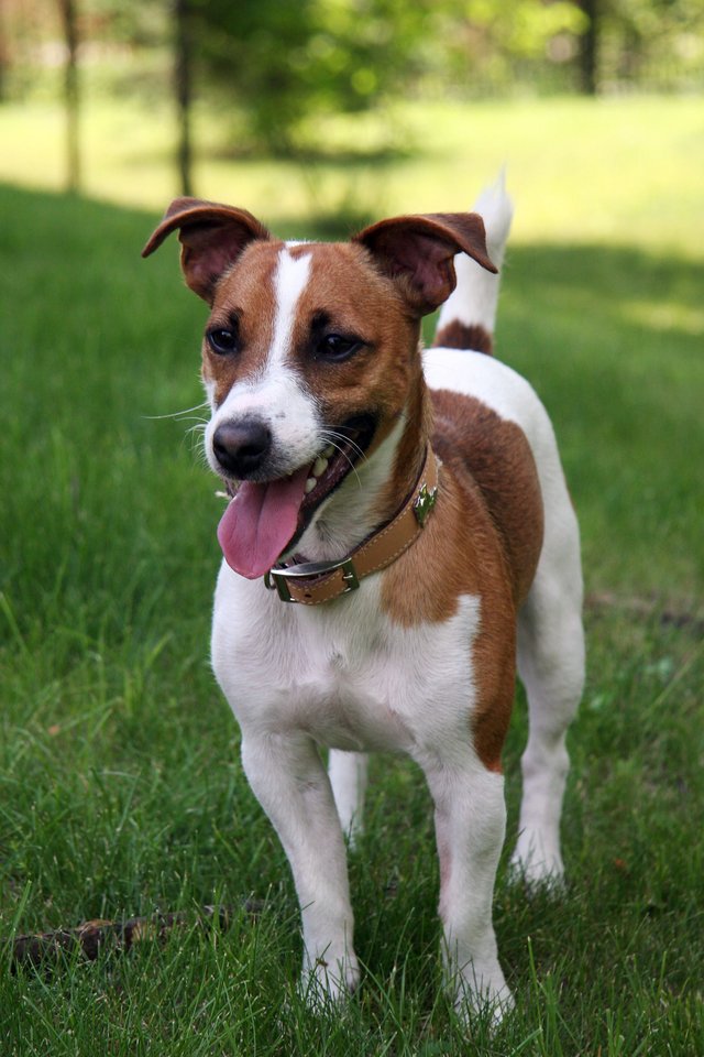 Jack_Russell_Terrier_1.jpg