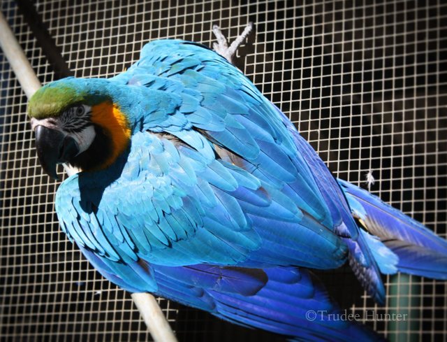 WM energetic macaws.jpg