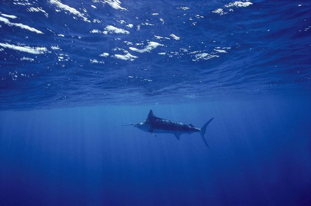 ocean_oxygen_NationalGeographic_1159792.adapt.1190.1.jpg