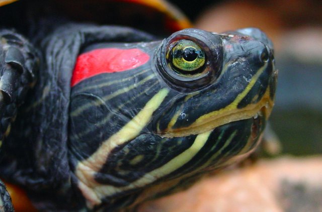 Turtle red stripe on neck.JPG