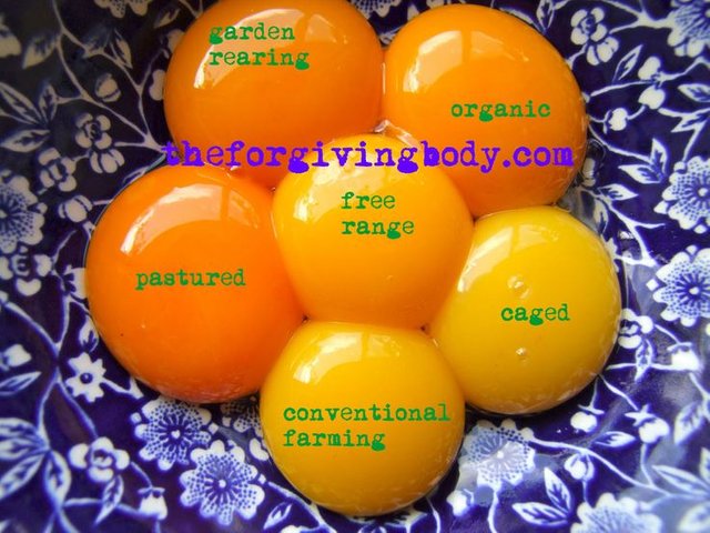 53244d27542bbb6ec9f37730c9a3fc9f--egg-yoke-egg-recipes.jpg