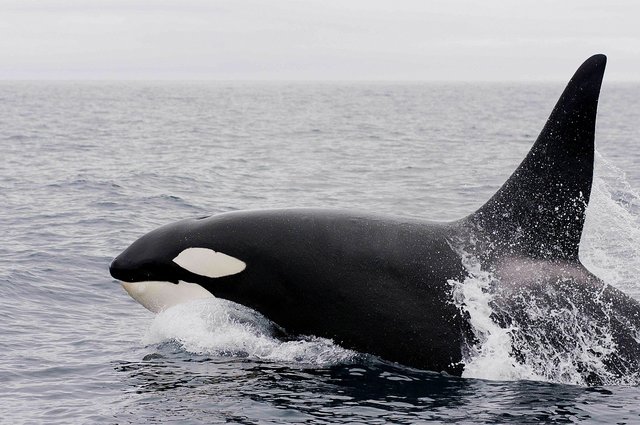 killer-whale-1945421_1280.JPG