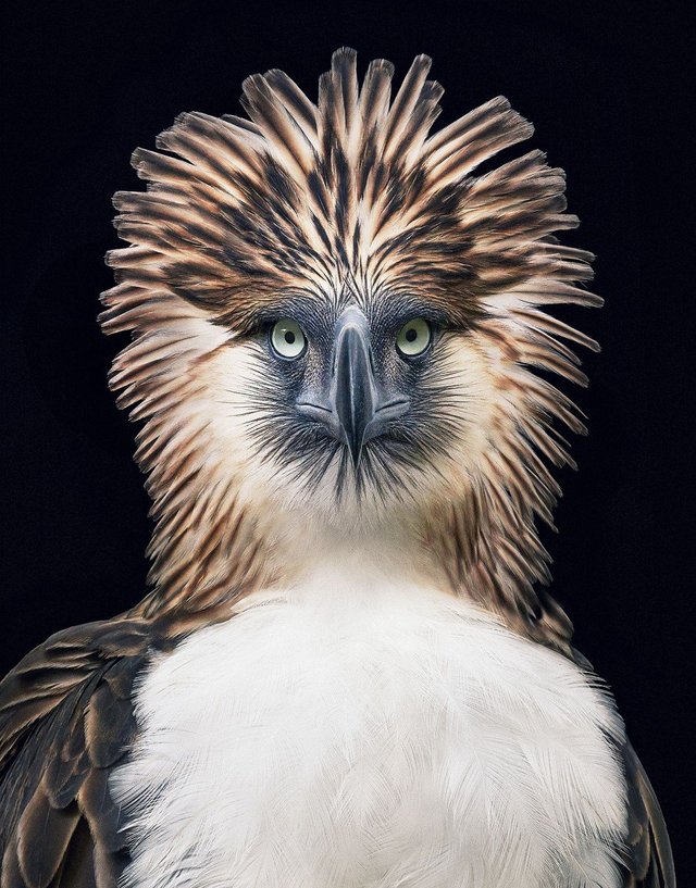 phillippines-eagle-470x600@2x810146712..jpg