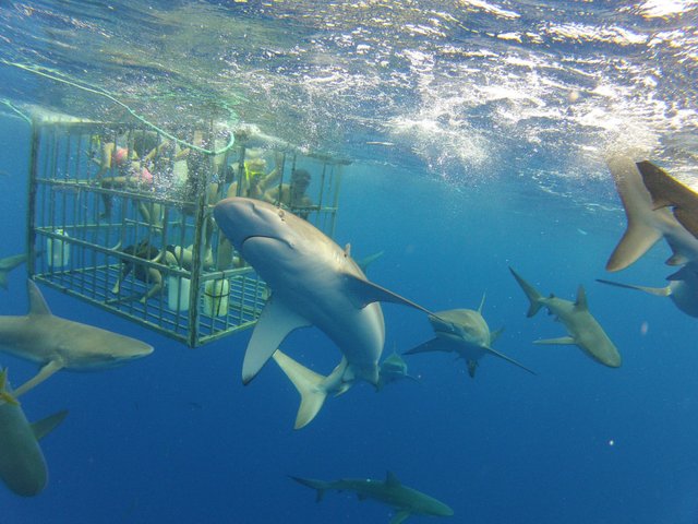 shark-diving2-940x705.jpg