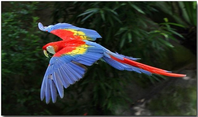 scarlet-macaw1.jpg