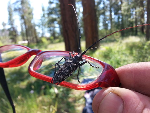 Oregon Fir Sawyer beetle.jpg