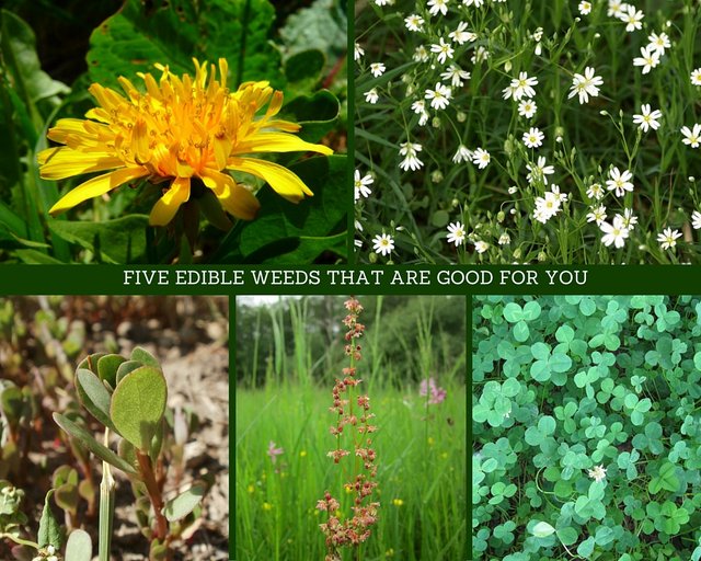 FIVE-EDIBLE-WEEDS-THAT-ARE-GOOD-FOR-YOU.jpg