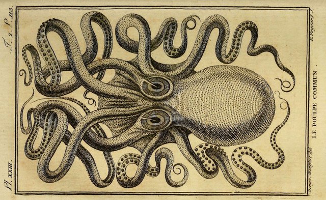 montfortoctopus(1).jpg