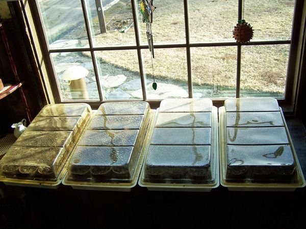 First seedling starting2 crop March 2016.jpg