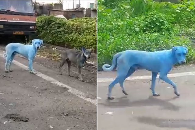 blue-dog-wp.jpg