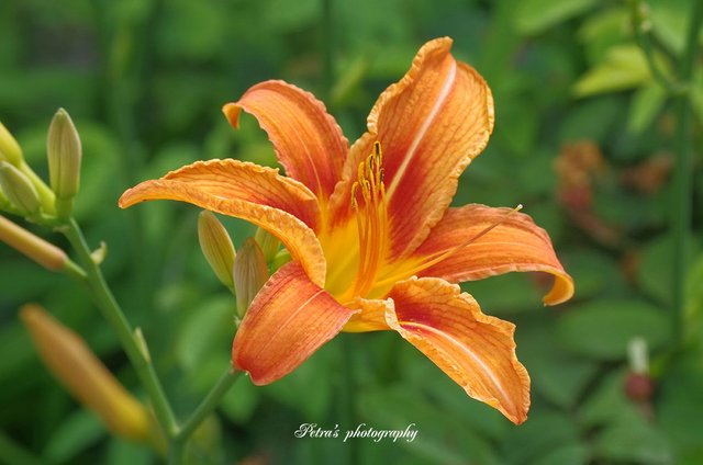 Orange Lily.jpg