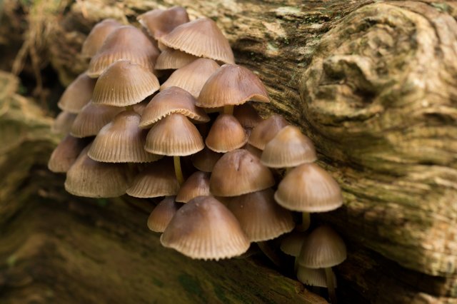 nature-forest-mushrooms.jpg