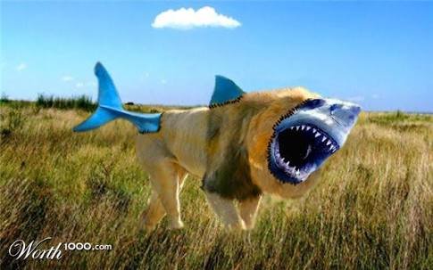 lion shark.jpg