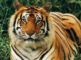 Binatang Pemakan Daging Steemit