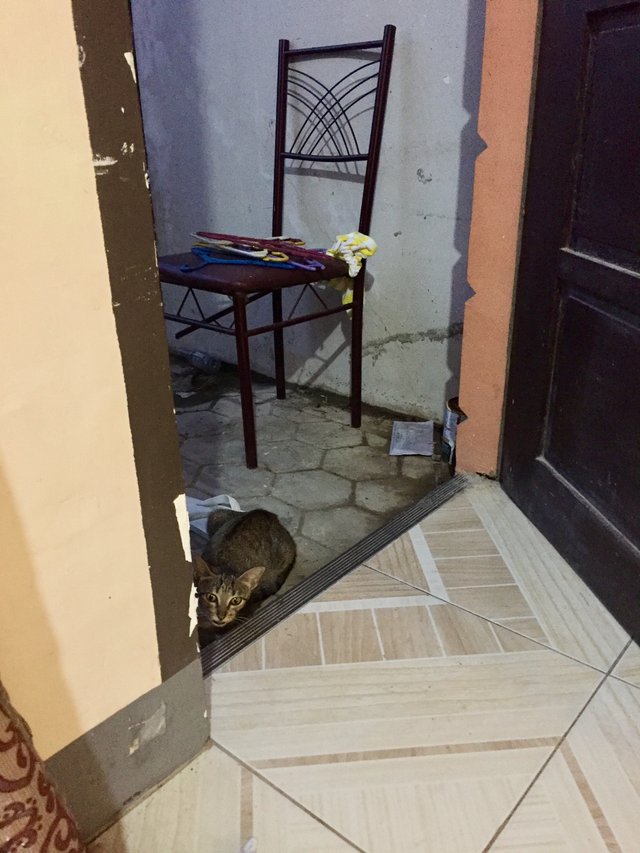 My Christmas Miracle Lost Kitten Back Together With Its Mother