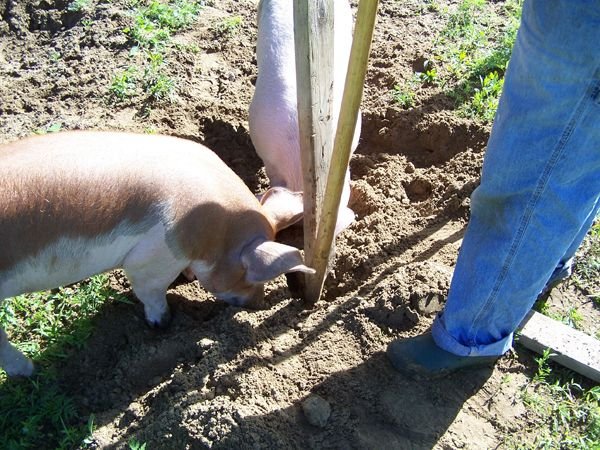 6.Piggy Dripper help5 crop June 2014 .jpg