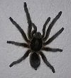 2018-02-11 Tarantula in Nathans Room 2.jpg