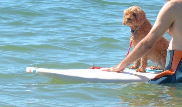 surf_dog.jpg