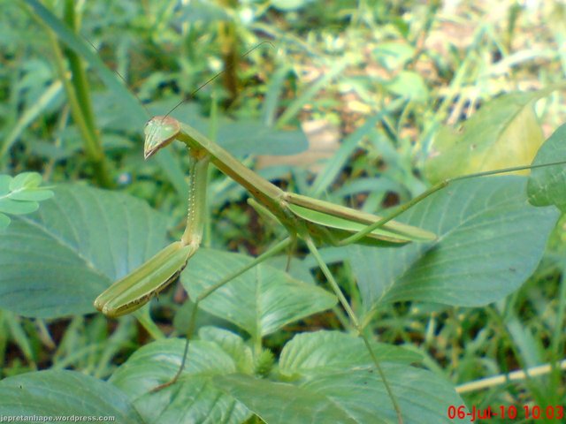 oneeyeprayingmantis05.jpg