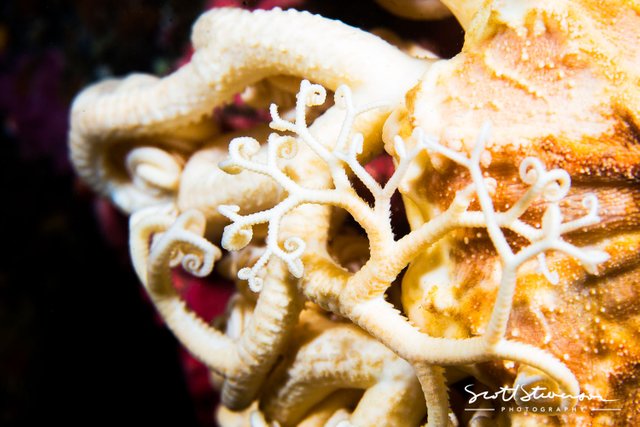 Basket Star-1.jpg