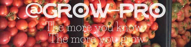 grow-pro-tomatoes-divider.jpg