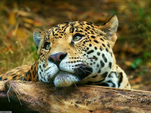 4464_leopard.jpg