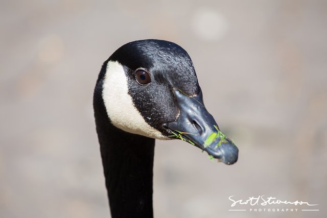 Canada Goose-2.jpg