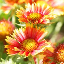 images (21).jpg