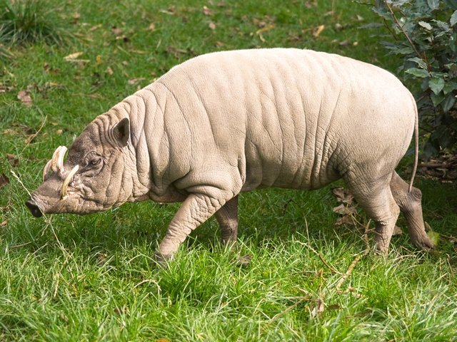 2. Babirusa.jpg