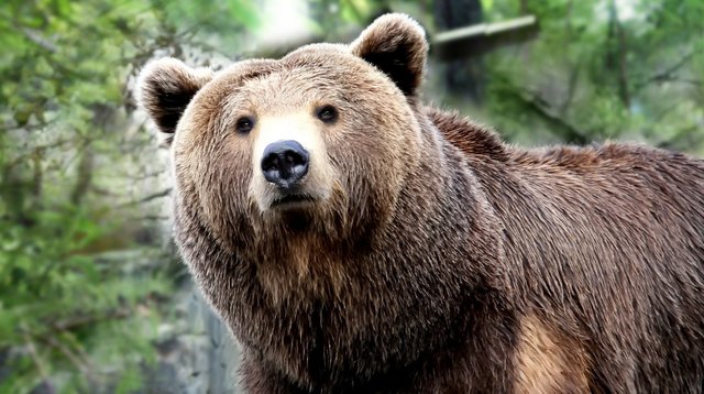 grizzly-bear.jpg