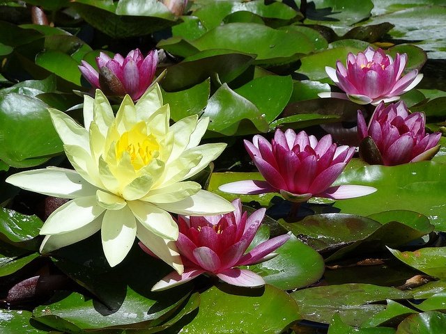 9b8c45d70cf0f7cf031d61aaf557c3e8--lily-pond-water-garden.jpg