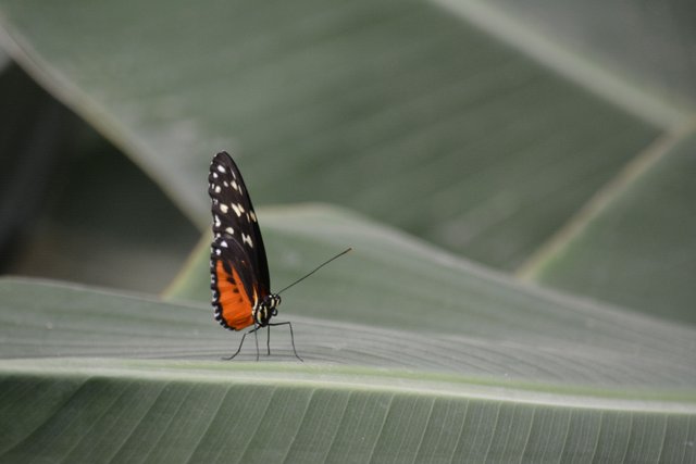 Schmetterling 2.jpg